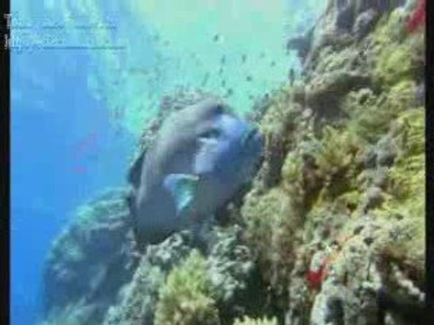 Okyanus Dünyası 3D - Oceanworld 3D: Into The Deep fragmanı