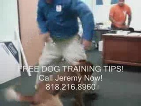 Obedience Training Los Angeles (Dog Obedience) 818-216-8960