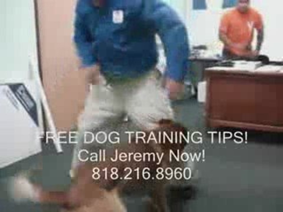 Obedience Training Los Angeles (Dog Obedience)  818-216-8960