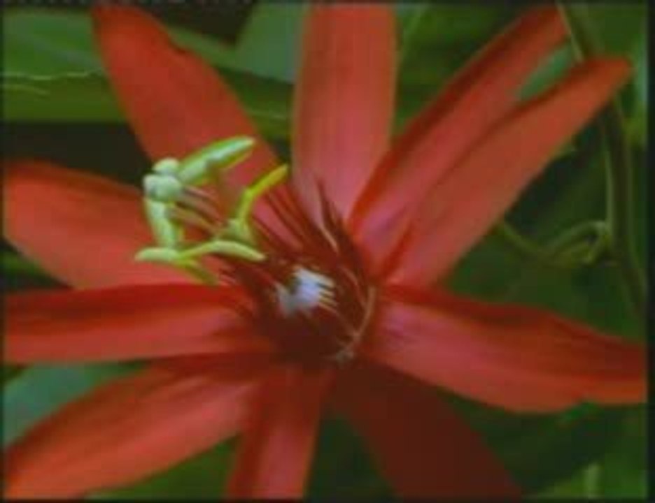 Yunus Emre Kültür Vakfı Tanıtım Filmi