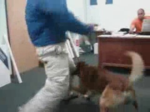 Protection Dogs For Sale CALL 818.216.8960 (Protection Dogs)