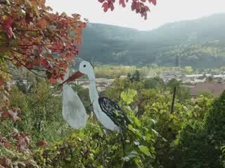 Des potirons saulxurons.