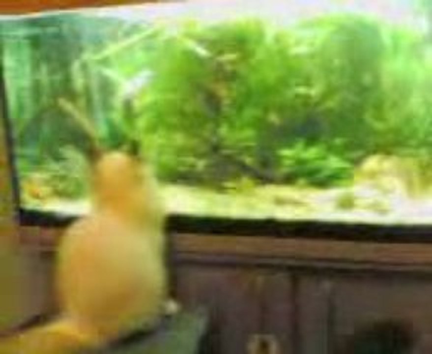 Epice passionnée d'aquario