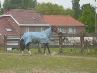 chevaux alvaro 2009