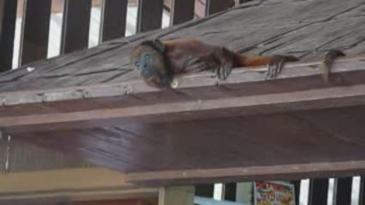 Singe hurleur