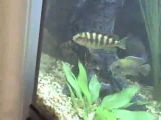 Bumblebee Cichlid F Hayvanlar wild