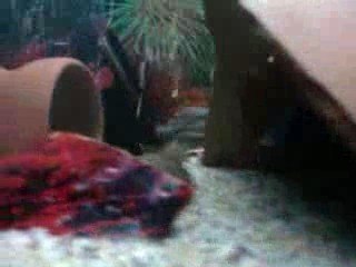 Frontosa ve yunuslarım