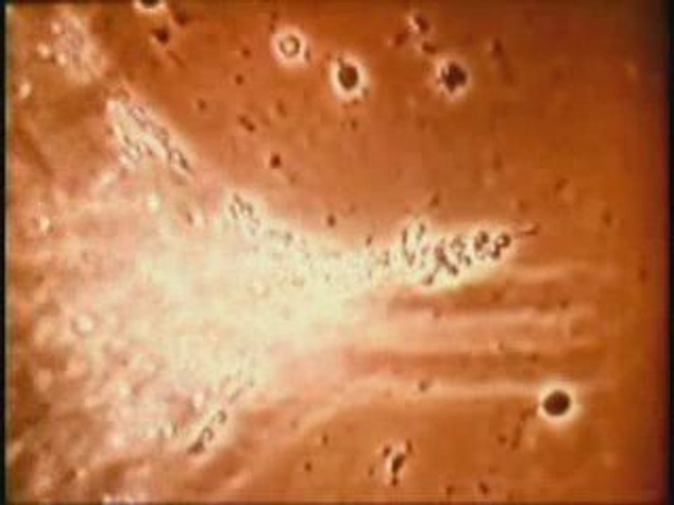 True Love - Michel Griffin