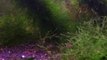 bitkili akvaryum plant tank engingenc  editropi akvaryum