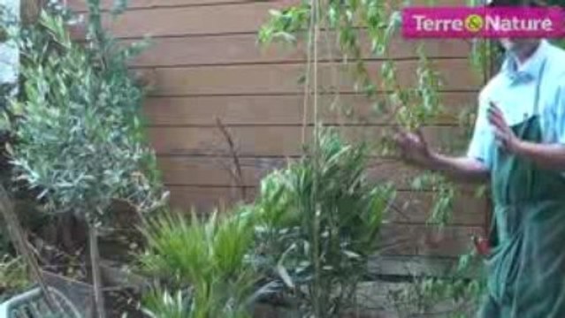 Pour vos arbres délicats ? Une protection emballante !