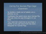 Caring For Guinea Pigs- Cage Essentials