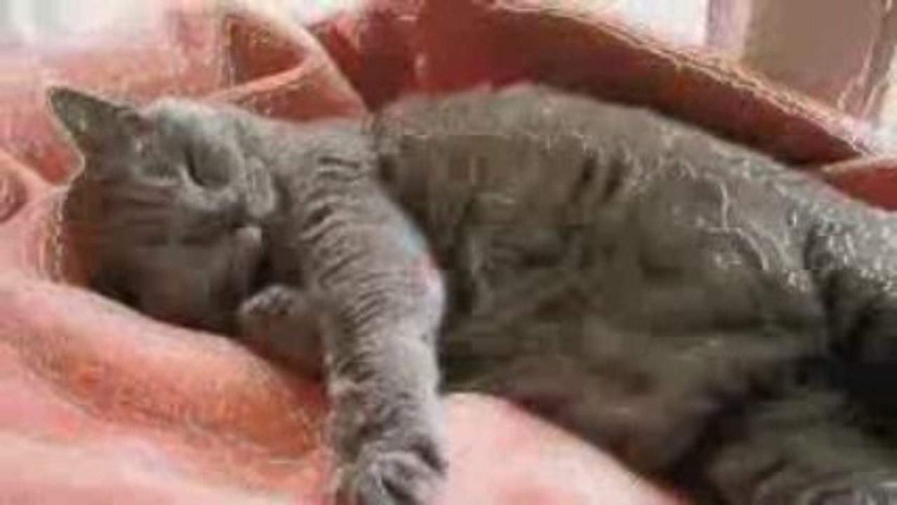 le chat chatoyant