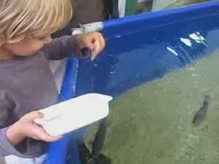 Nourrissage des bébés balistes