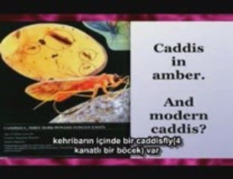 Richard Dawkins Harun Yahyanin yalanlarını belgeliyor.