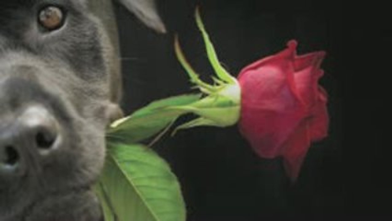 Why Dogs Are Better Than Cats - My Dog is Better than yours