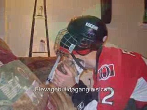 Bulldog Anglais Quebec Reproduction