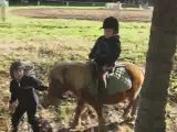 poney