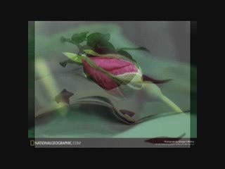 Bir Kızıl Goncaya Benzer Dudağın Rock Versiyon