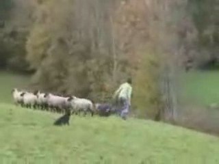 Viper des Bergers des 1001 Nuits