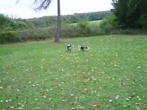 rencontre magique dune lors du concours d'agility de sgms