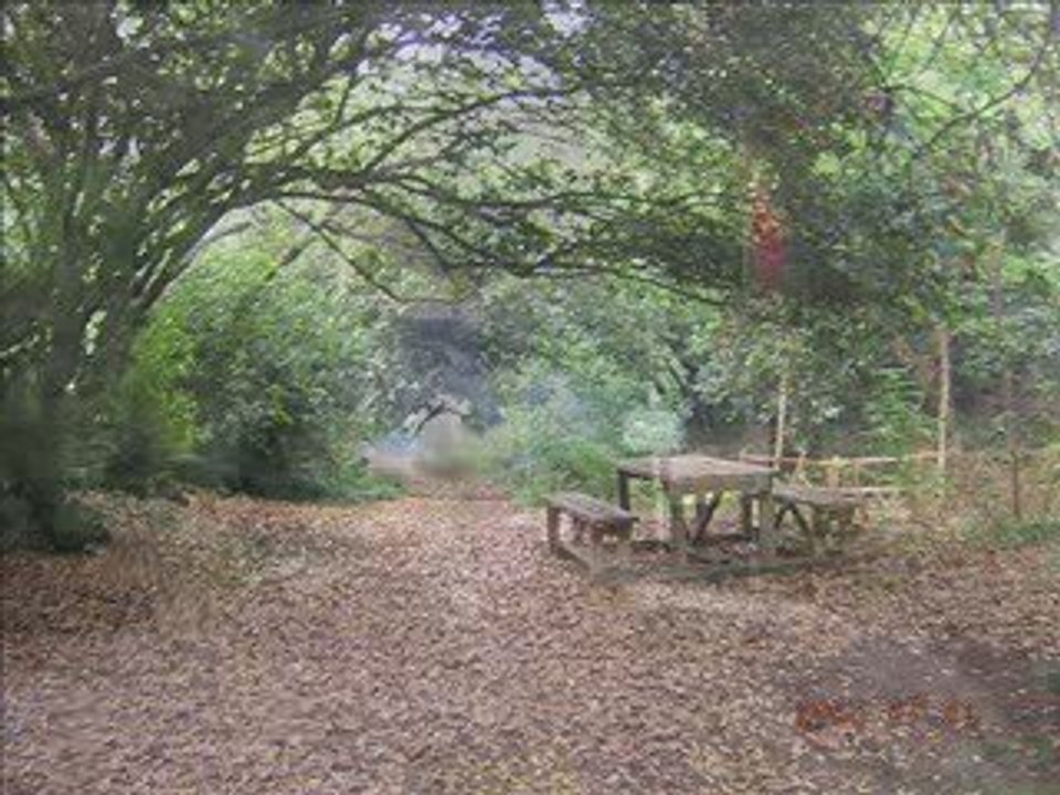 Selda Bağcan-Eşref Türküsü