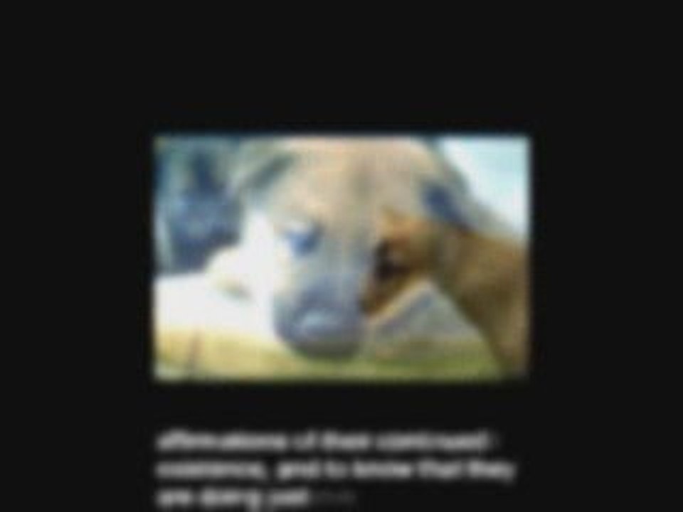 Animal Communication