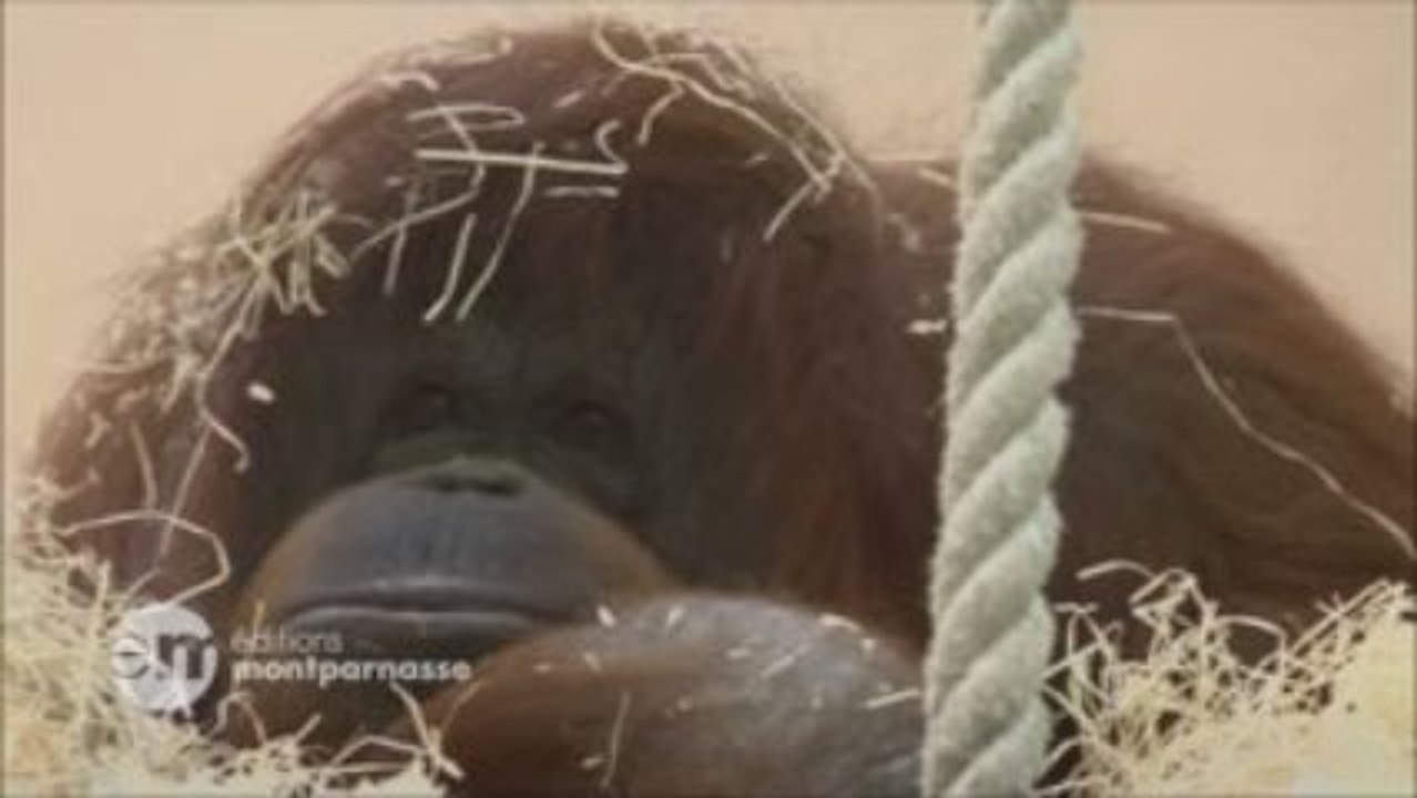 Nénette (Nicolas philibert)