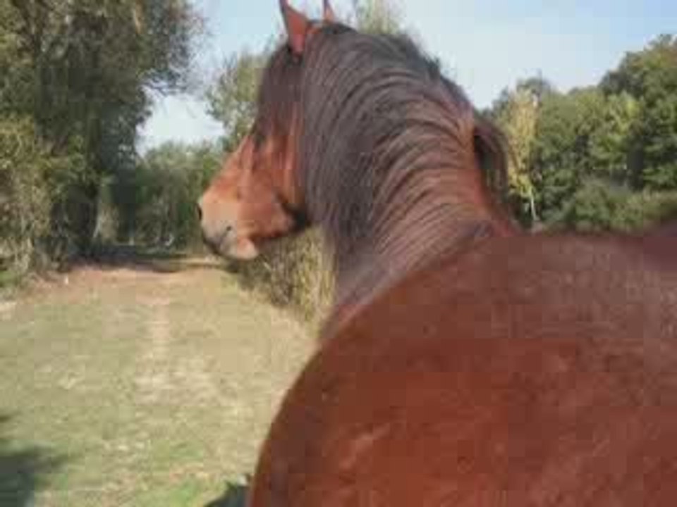 saph alooooone