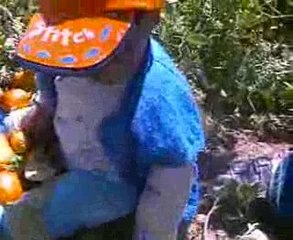 bahçede domates toplama ......