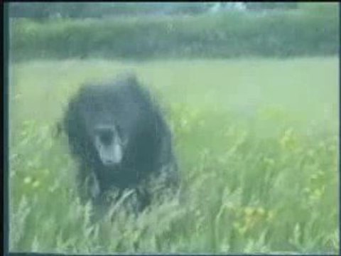 Dogs Playing Montage, Wally on the Run contest