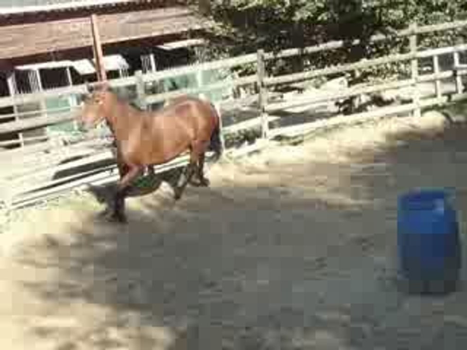 Sibelle saut 6