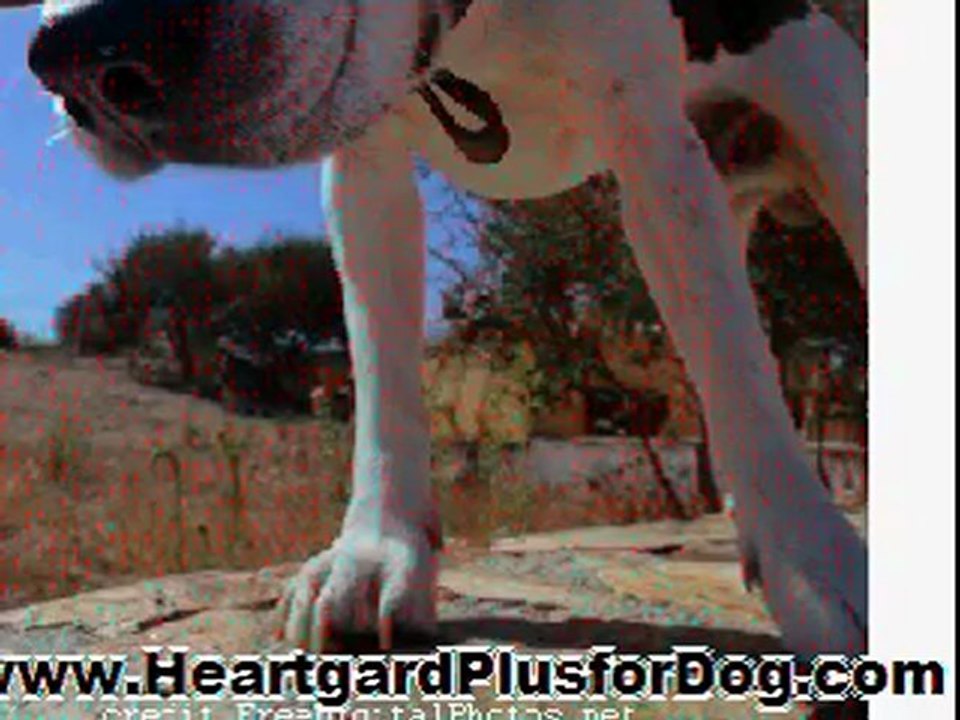Heartgaurd plus for dogs