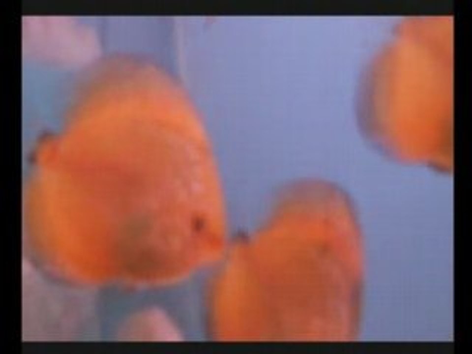 discus 3 mois