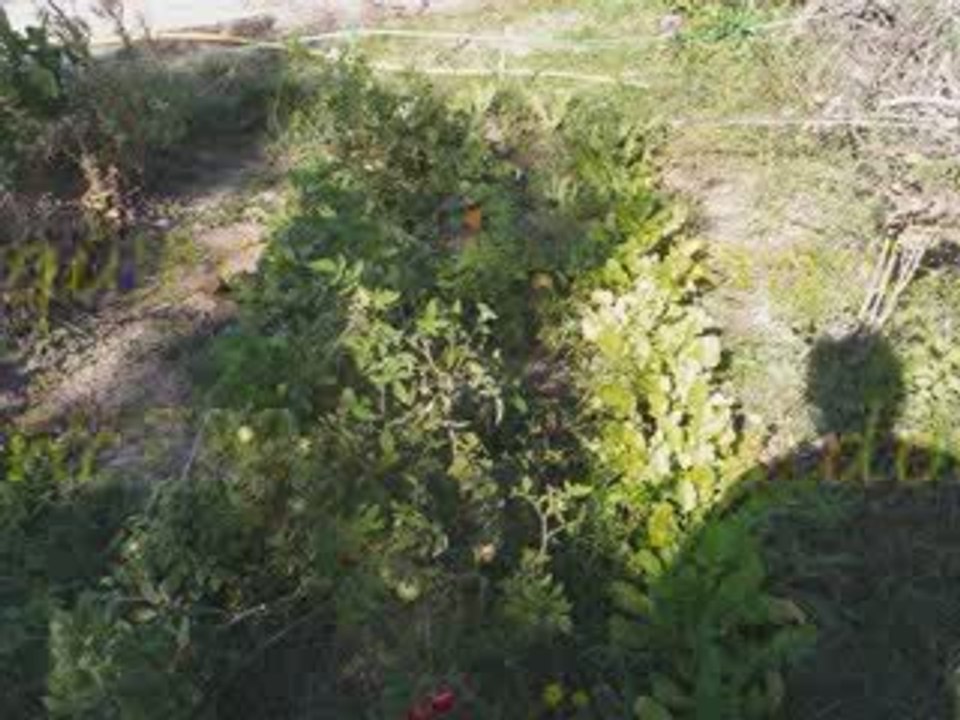 cani jardin