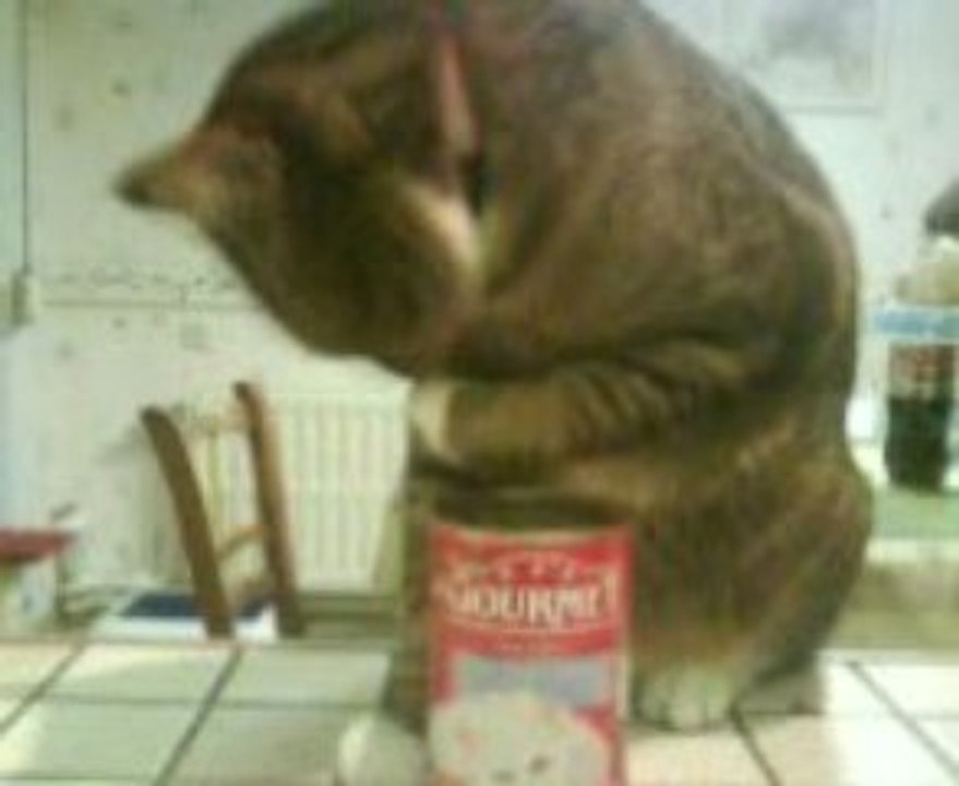 Mon chat trop malin :D (a)