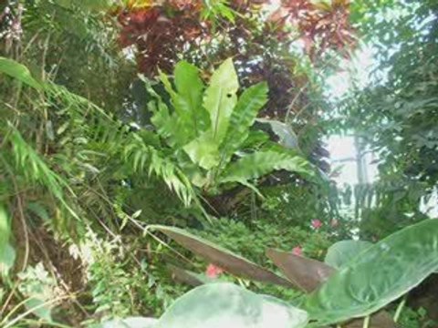 2 cz,Wyspa Mainau koło Konstanz.