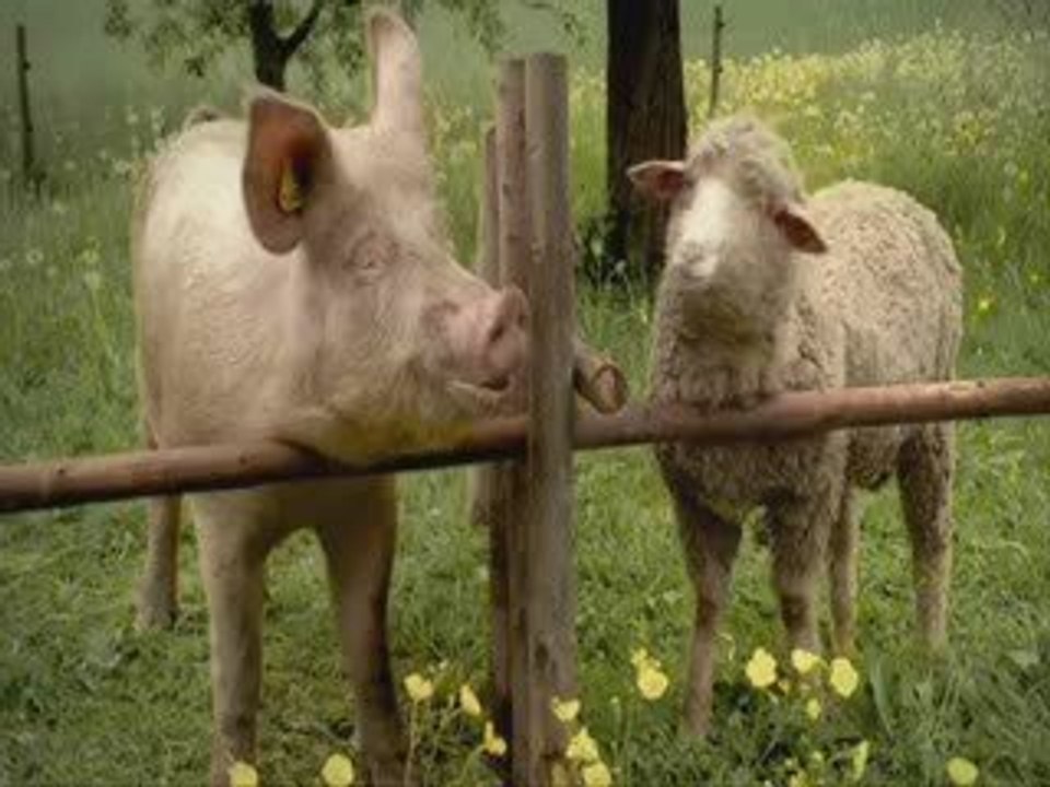 Réveil nature (pub Migros)