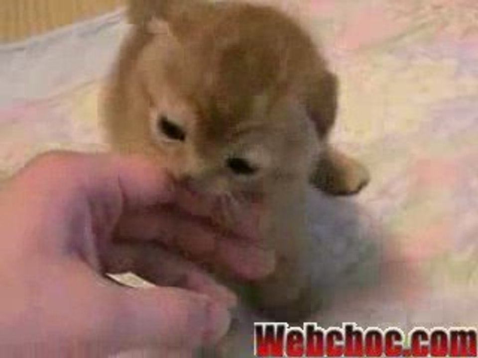 chat