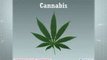 Drogas: Derivados del Cannabis