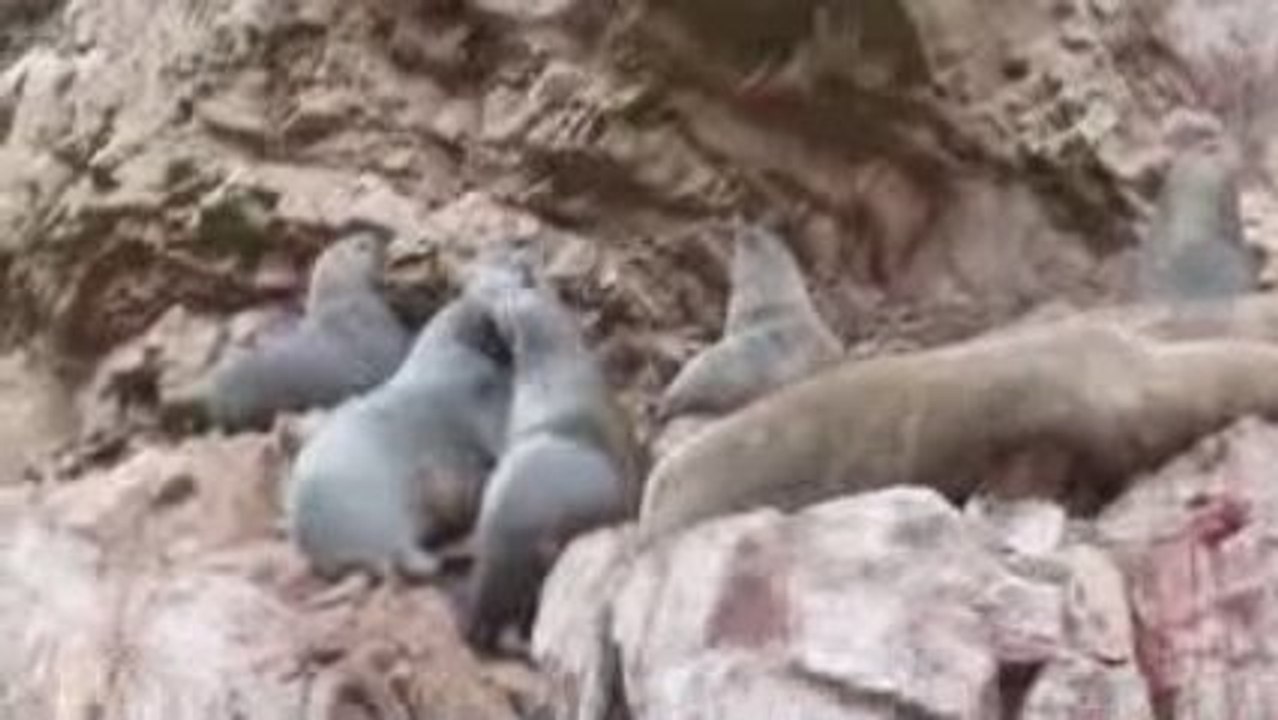 Animaux des Iles Ballestas