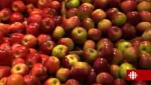 L'épicerie - Les pommes du Québec