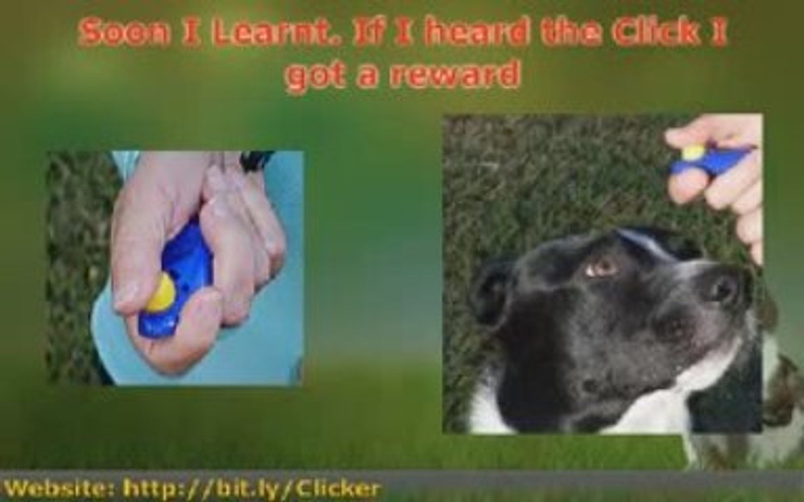 Using Dog Training Tools turns Dog Training into Fun