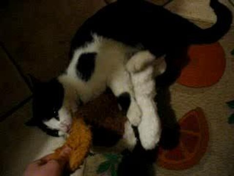 Mon chat : NeKo X Mdr