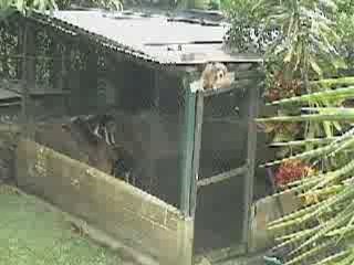 Prison break (version canin)