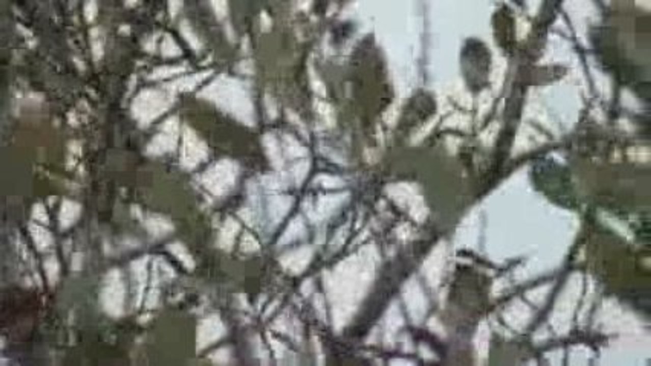 Petite mésange