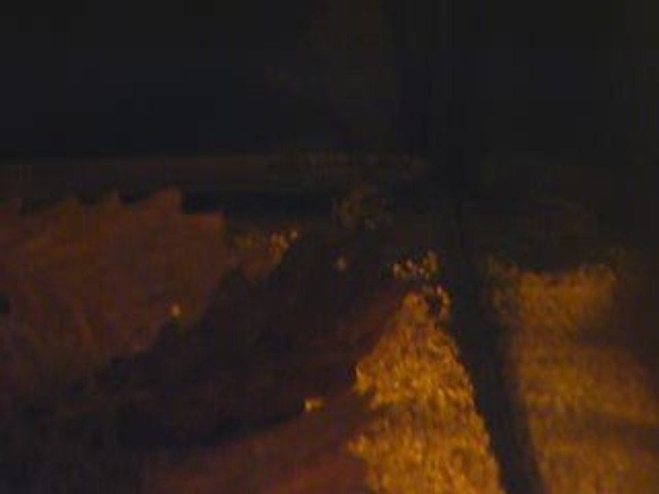apistogramma bitaeniata