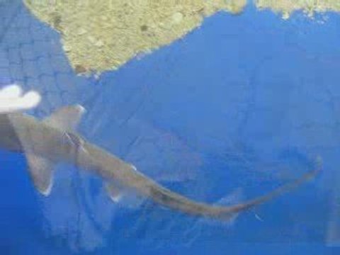 Jeunes requins marteaux