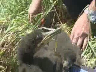 Documental : El Cormoran moñudo