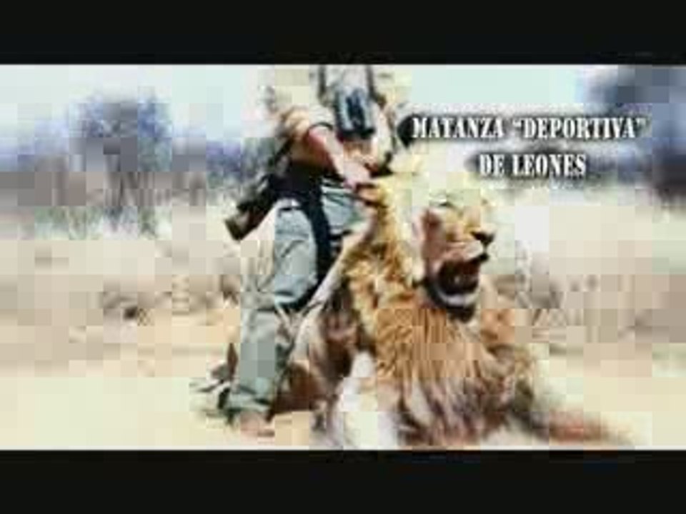 NO A LAS CORRIDAS DE TOROS V_2 / PERCIBI2 2009