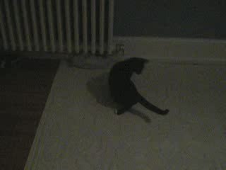 Chat completement fou